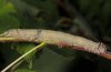 Catocala fraxini: Larva [S]