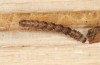 Parascotia fuliginaria: Jungraupe (e.o. Memmingen, Falter an Hauswand am 14. Juli 2024) [S]
