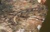 Parascotia fuliginaria: Halbwüchsige Raupe (e.o. Memmingen, Falter an Hauswand am 14. Juli 2024) [S]
