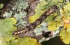 Parascotia fuliginaria: Halbwüchsige Raupe (e.o. Memmingen, Falter an Hauswand am 14. Juli 2024) [S]