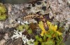 Parascotia fuliginaria: Halbwüchsige Raupe bei der Überwinterung (e.o. Memmingen, Falter an Hauswand am 14. Juli 2024) [S]