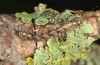 Parascotia fuliginaria: Halbwüchsige Raupe (e.o. Memmingen, Falter an Hauswand am 14. Juli 2024) [S]