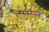 Parascotia fuliginaria: Halbwüchsige Raupe (e.o. Memmingen, Falter an Hauswand am 14. Juli 2024) [S]