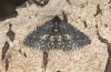 Parascotia fuliginaria: Männchen (e.o. Memmingen, Falter an Hauswand am 14. Juli 2024) [S]