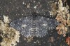 Parascotia fuliginaria: Männchen (e.o. Memmingen, Falter an Hauswand am 14. Juli 2024) [S]