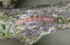 Parascotia fuliginaria: Raupe im ersten Stadium (e.o. Memmingen, Falter an Hauswand am 14. Juli 2024) [S]