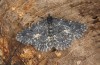 Parascotia fuliginaria: Männchen (e.o. Memmingen, Falter an Hauswand am 14. Juli 2024) [S]