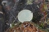 Parascotia fuliginaria: Ei (e.o. Memmingen, Falter an Hauswand am 14. Juli 2024) [S]