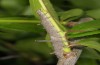 Catocala fulminea: Half-grown larva (northern Upper Rhine Valley, late April 2018) [S]