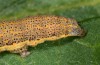 Aedia funesta: Larva (e.o. rearing, Switzerland, Bern, Spiez, oviposition in early July 2019) [S]