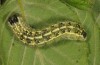 Lithophane furcifera: Larva (breeding photo, material from W-France) [S]