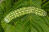 Lithophane furcifera: Half-grown larva (breeding photo, material from W-France) [S]