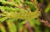 Phlogophora furnasi: Half-grown larva (Azores, San Miguel, Serra de Àgua de Pau, December 2013) [M]