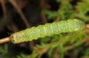 Phlogophora furnasi: Half-grown larva (Azores, San Miguel, Serra de Àgua de Pau, December 2013) [S]