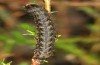 Phlogophora furnasi: Raupe (e.l. Azoren, San Miguel, Serra de Àgua de Pau, Raupe im Dezember 2013) [S]