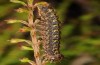 Phlogophora furnasi: Larva (e.l. Azores, San Miguel, Serra de Àgua de Pau, larva in December 2013) [S]