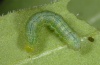 Autographa gamma: Larva (La Palma, December 2012) [S]