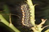 Oxicesta geographica: Larva (Hungary, Dabas, September 2019) [S]