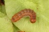Cirrhia gilvago: Half-grown larva (S-Germany, Stuttgart, April 2020) [S]