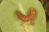 Cirrhia gilvago: Half-grown larva (S-Germany, Stuttgart, April 2020) [S]