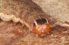 Cirrhia gilvago: Larva (e.l. rearing, S-Germany, Stuttgart, larva in April 2020) [S]
