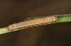 Eugnorisma glareosa: Half-grown larva (e.l. rearing, SW-Germany, Upper Rhine Valley, Philippsburg, young larva in early March 2020) [S]