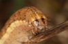 Eugnorisma glareosa: Larva (e.l. rearing, SW-Germany, Upper Rhine Valley, Philippsburg, young larva in early March 2020) [S]