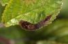 Cilix glaucata: Larva (eastern Swabian Alb, Southern Germany 2012) [N]