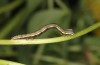 Euclidia glyphica: Young larva (S-Germany, eastern Swabian Alb, Gerstetten, oviposition in 18. June 2021) [S]