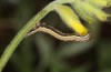 Euclidia glyphica: Half-grown larva (Sweden, Häggenås, mid-July 2020) [M]