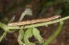 Euclidia glyphica: Half-grown larva (e.l. rearing, Sweden, Häggenås, larval records mid-July 2020) [S]