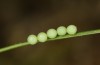 Euclidia glyphica: Eggs (S-Germany, eastern Swabian Alb, Gerstetten, 18. June 2021) [M]