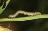 Euclidia glyphica: Young larva (S-Germany, eastern Swabian Alb, Gerstetten, oviposition in 18. June 2021) [S]