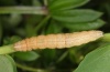 Euclidia glyphica: Raupe (Ostalb, 7. Oktober 2012)