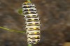 Cucullia gozmanyi: Larva (S-Greece, N-Peloponnese, Rozena, 550m, late May 2017) [S]