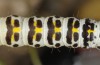 Cucullia gozmanyi: Larva (S-Greece, N-Peloponnese, Rozena, 550m, late May 2017) [S]