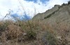 Cucullia gozmanyi: Larval habitat with Verbascum daenzeri (S-Greece, N-Peloponnese, Rozena, 550m, late May 2017) [N]