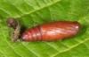 Polypogon gryphalis: Pupa (breeding photo, material from N-Italy, Udine, 2016) [S]