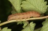 Diarsia guadarramensis: Half-grown larva in the antepenultimate instar (e.l. rearing, Spain, Albacete, Riopar, young larva in mid-November 2022) [S]