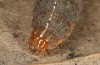 Diarsia guadarramensis: Half-grown larva in the penultimate instar (e.l. rearing, Spain, Albacete, Riopar, young larva in mid-November 2022) [S]