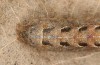 Diarsia guadarramensis: Half-grown larva in the penultimate instar (e.l. rearing, Spain, Albacete, Riopar, young larva in mid-November 2022) [S]