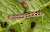Diarsia guadarramensis: Larva in the final instar (e.l. rearing, Spain, Albacete, Riopar, young larva in mid-November 2022) [S]