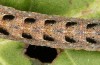 Diarsia guadarramensis: Larva in the final instar (e.l. rearing, Spain, Albacete, Riopar, young larva in mid-November 2022) [S]