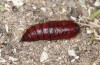 Diarsia guadarramensis: Pupa (e.l. rearing, Spain, Albacete, Riopar, young larva in mid-November 2022) [S]