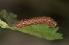 Diarsia guadarramensis: Young larva (Spain, Albacete, Riopar, mid-November 2022) [S]