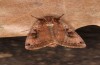 Diarsia guadarramensis: Weibchen (e.l. Spanien, Albacete, Riopar, Jungraupe Mitte November 2022) [S]