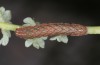 Diarsia guadarramensis: Half-grown larva in the antepenultimate instar (e.l. rearing, Spain, Albacete, Riopar, young larva in mid-November 2022) [S]