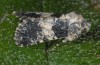 Hadena gueneei: Adult (e.l. Samos, Greece, larva in May 2014) [S]
