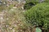 Hadena gueneei: Larvalhabitat mit Silene dichotoma (Samos, Pyrgos, Mai 2014) [N]