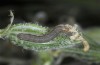 Hadena gueneei: Young larva (Samos, May 2014) [S]